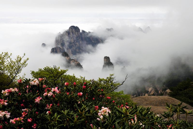黃山的春天,山在雲霧裡搭著嬌麗花朵,好一幅美圖(圖片來源:安徽省旅遊局)