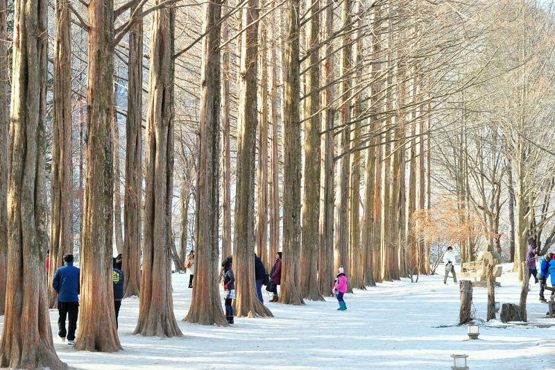 南怡島上的水杉樹之路在冬季裡變得非常浪漫,處處夢幻。(Photo│123RF)