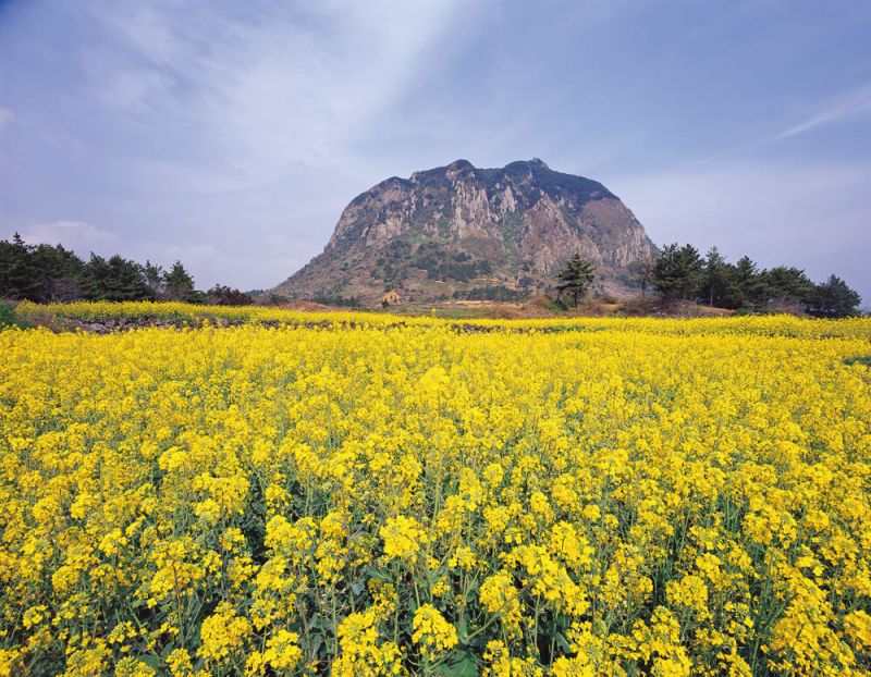 濟州島上黃澄澄的油菜花田（圖／Republic of Korea@Flickr）