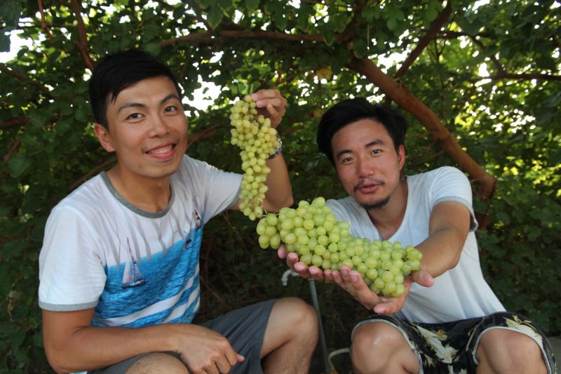 葡萄是手邊的零食 (劉士銘/攝影)
