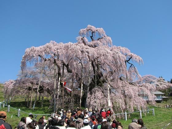 日本赏樱正当时:樱花种类小常识&赏樱热点报你知!-ShopBack-欣传媒生活频道