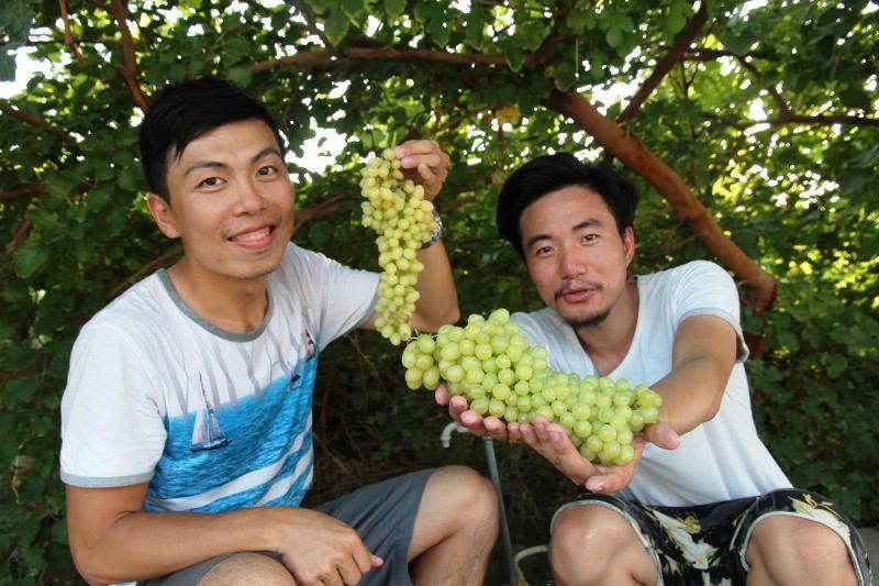 吐魯番不但葡萄種類多,吃起來清甜又帶香檳味。(攝影 劉士銘)