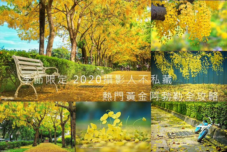2020 攝影人不私藏 熱門阿勃勒 攝影全攻略