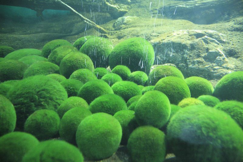 奇妙生物綠球藻。(圖片:123RF)