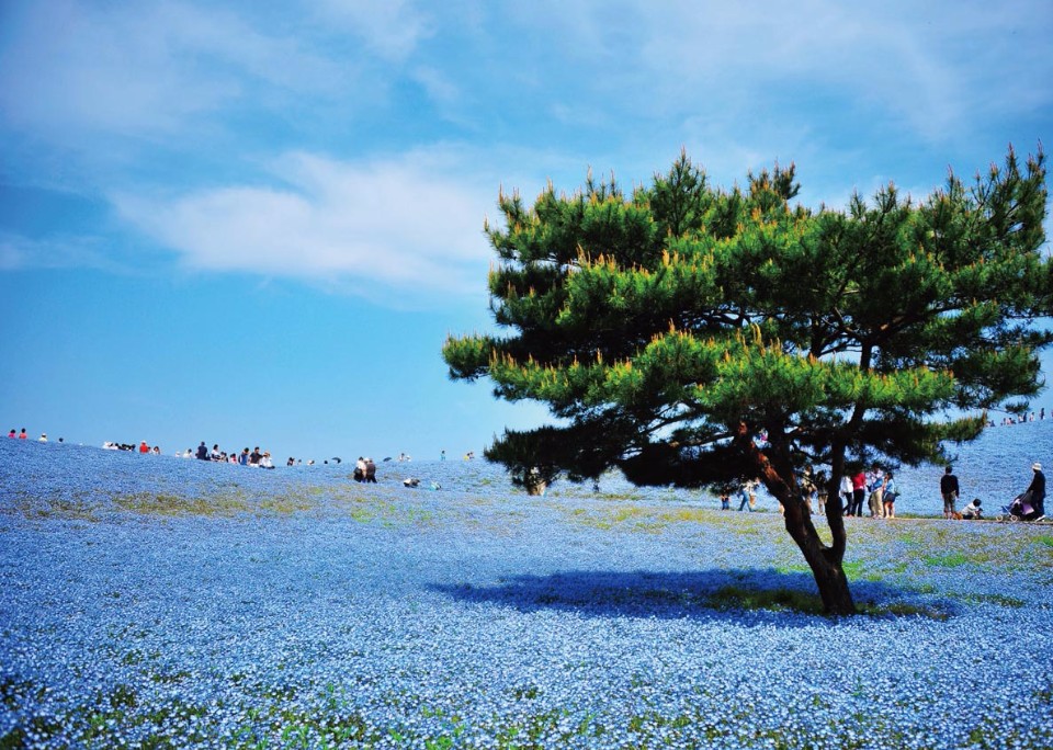 茨城國營常陸海濱公園 季節限定的夢幻粉蝶花海