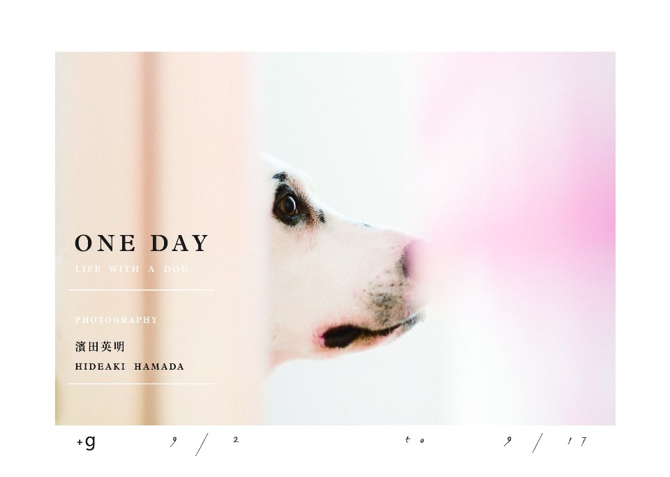 日本攝影師 濱田英明 ONE DAY LIFE WITH A DOG 台灣首展