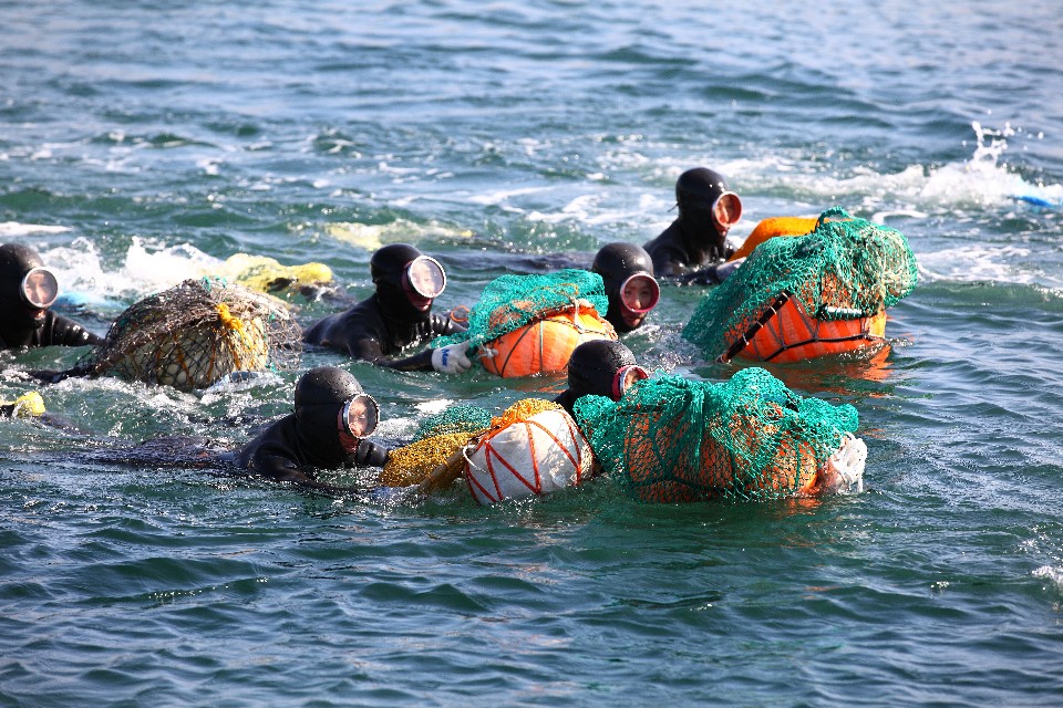 海女能精於潛水技術,並能徒手下海捕捉海鮮。( photo by 濟州觀光公社 )