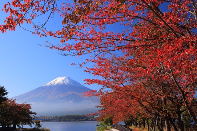【山梨自由行】秋季富士河口湖旅遊景點5選!楓葉美景盡收眼底