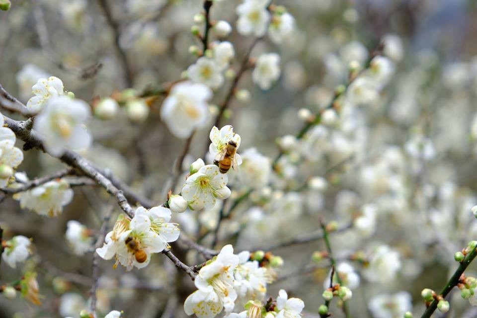 2019全台賞梅好去處 8大梅園必看特色