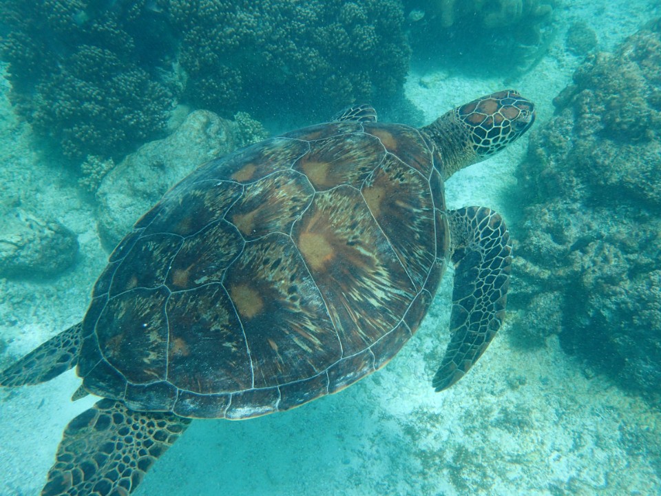 ﹝菲律賓海底世界﹞海龜的天堂,和海龜近距離游泳,阿波島浮潛一日遊