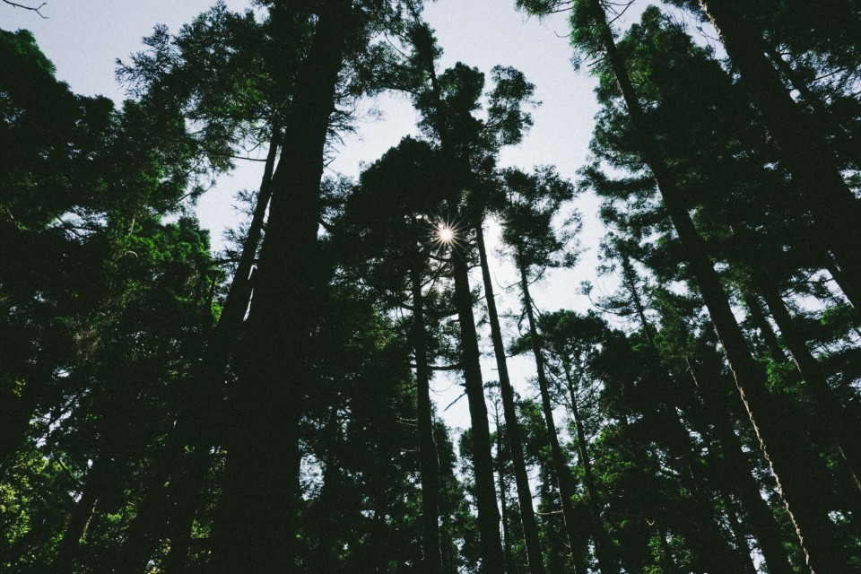 台北 陽明山 頂山石梯嶺步道