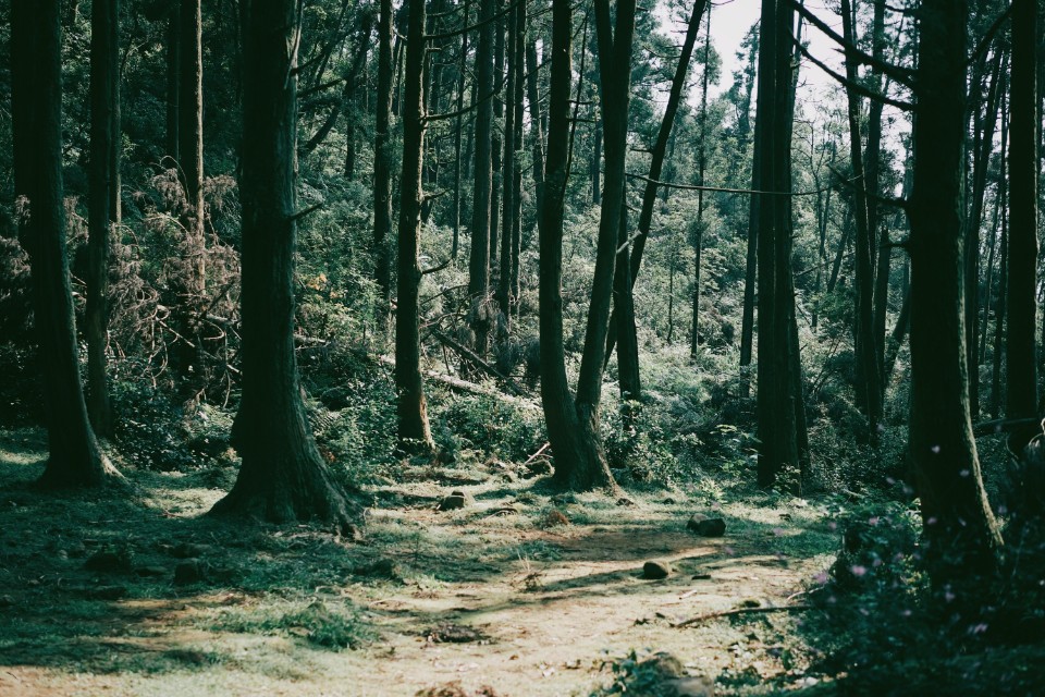 台北 陽明山 頂山石梯嶺步道 柳山林