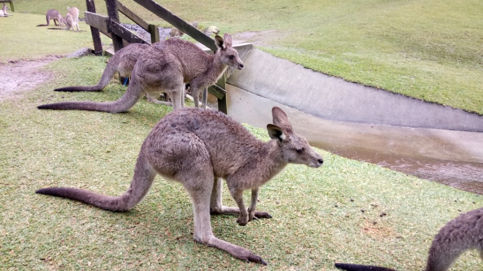 到澳洲,不抱無尾熊要幹嘛:庫倫賓野生動物園