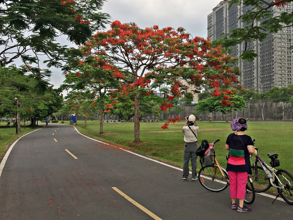 花兒朵朵開!新北河濱單車賞花行