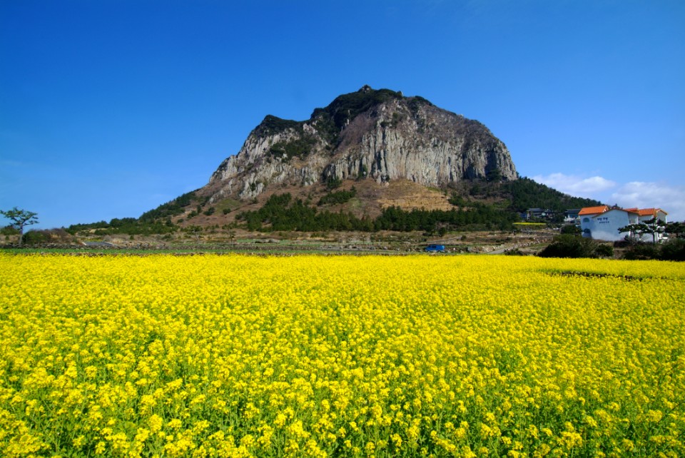 【旅遊】韓國賞花秘境報你知,櫻花、鬱金香、油菜花「花樂ME∙韓國」