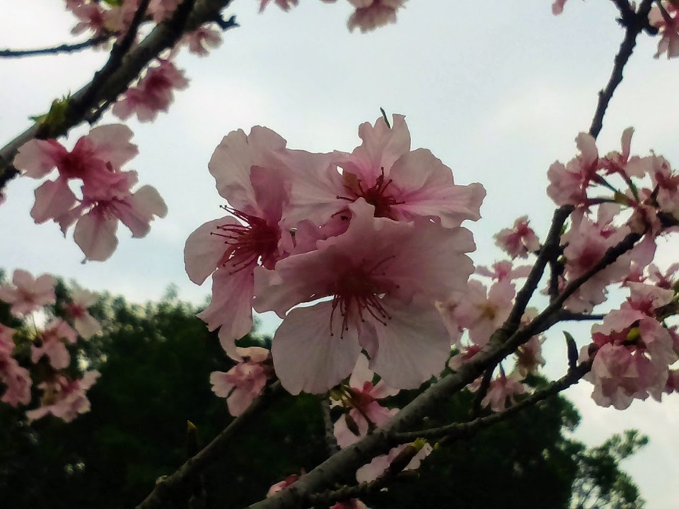 【旅遊】台北市賞花小旅行 - 國父紀念館河津櫻滿開、杜鵑同綻競嬌艷