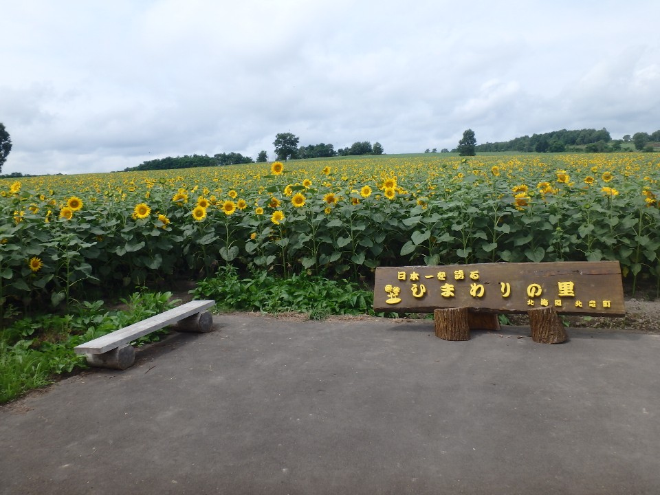 日本第一大向日葵花田-- 北海道·北竜町ひまわりの里