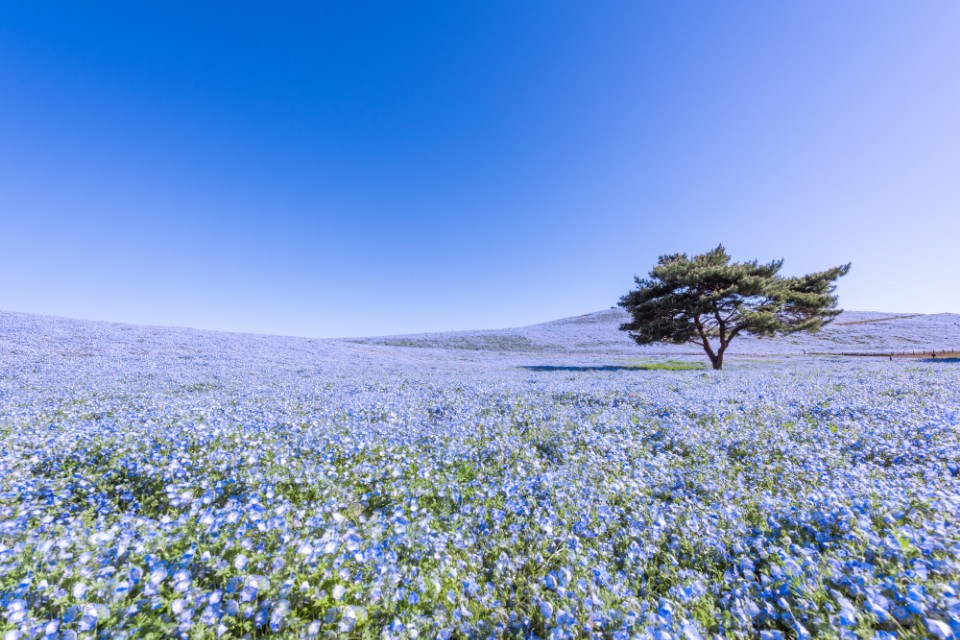 春遊日本的限定粉藍花海!五大粉蝶花田在這裡