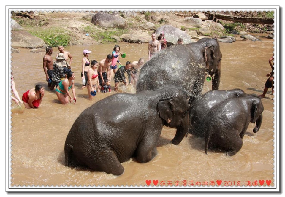 【泰國清邁自由行】友愛大象探險之旅No Riding Elephant