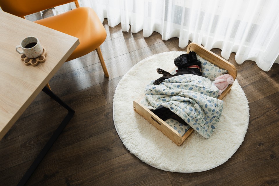 毛小孩經濟興起! 全台HOLA門市首推「Pets專區」 引進11家犬貓品牌讓你一次購足!