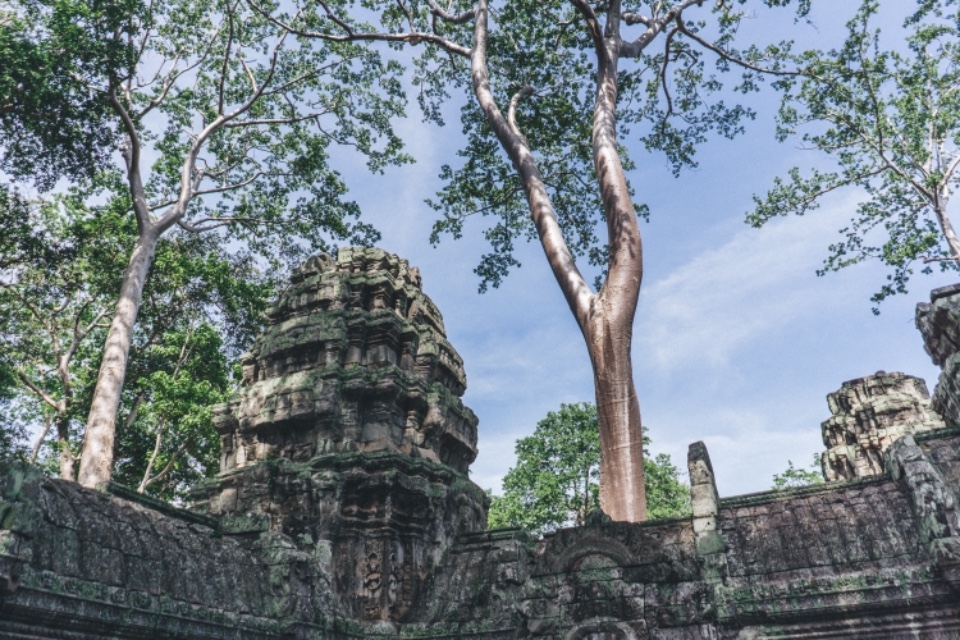 柬埔寨暹粒 塔普倫寺 Ta Prohm 古墓奇兵