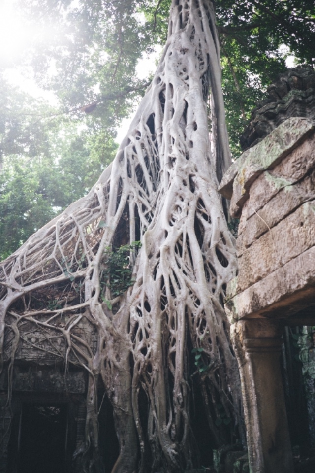 柬埔寨暹粒 塔普倫寺 Ta Prohm 古墓奇兵
