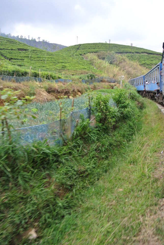 〔斯里蘭卡自由行〕Hatton駛向Nuwara ,環繞茶園的高山火車