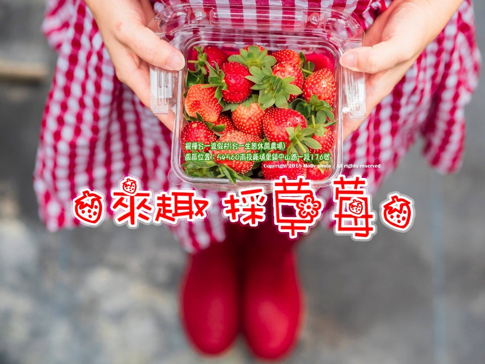南投景點住宿【楓樺台一渡假村+休閒農場】落羽松秘境。一起來趣採草莓!!!