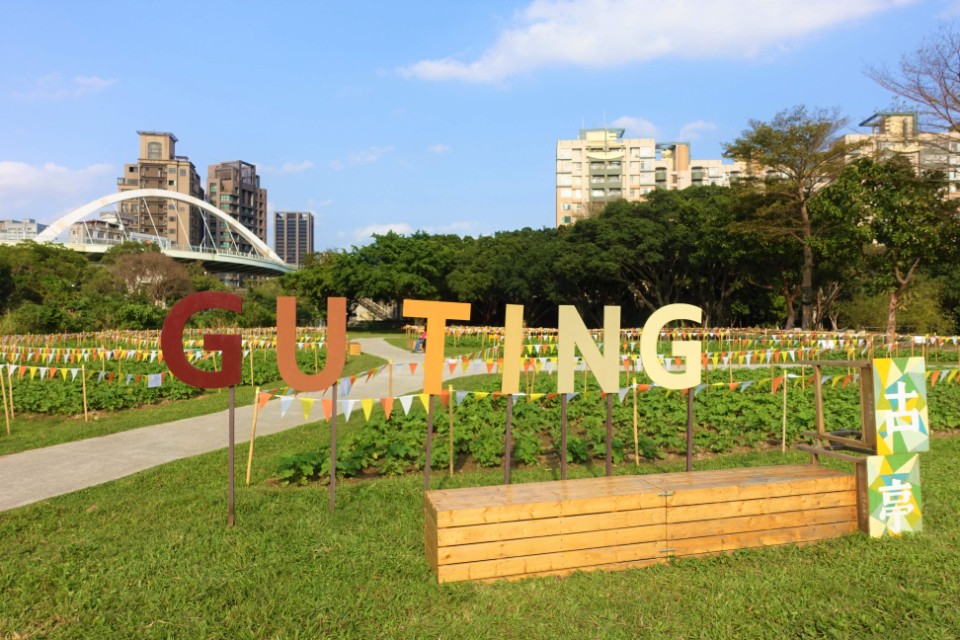 古亭河濱公園 蜀葵花海蓄勢待發!