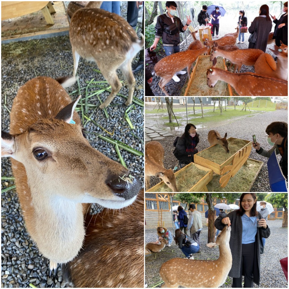 到宜蘭療癒綠遊看超萌「斑比」!近距離餵零食、喝美美子下午茶好愜意