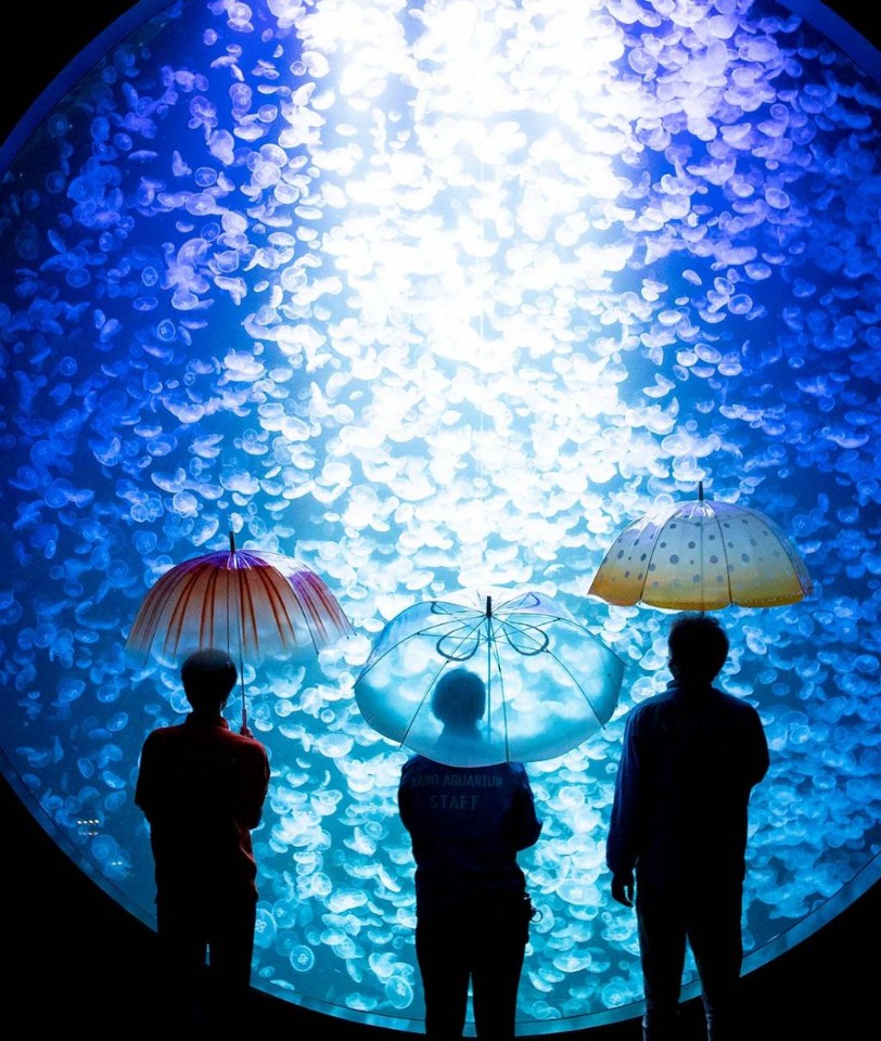 加茂水族館攜手日雜品牌YOU+MORE!推出擬真系透明水母雨傘 讓雨季出門變得很夢幻~