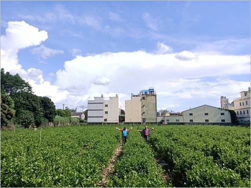 彰化花壇鄉「花筍節」即將於7/4日登場 ! 邀您探索花壇鄉人文風情!