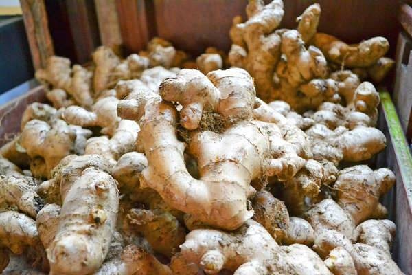 夏遊苗栗薑麻園 住民宿採果趣 品嚐美味薑料理