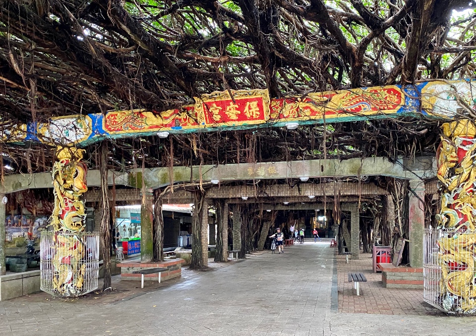 【澎湖】(附影音) 通樑古榕,二崁聚落,柱狀玄武岩,摩西分海