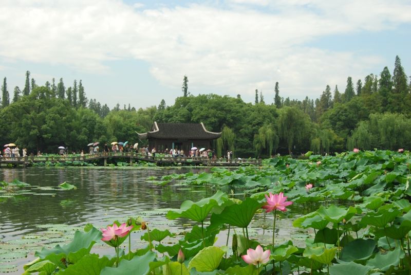 「西湖十景」最美赏荷处-曲院风荷