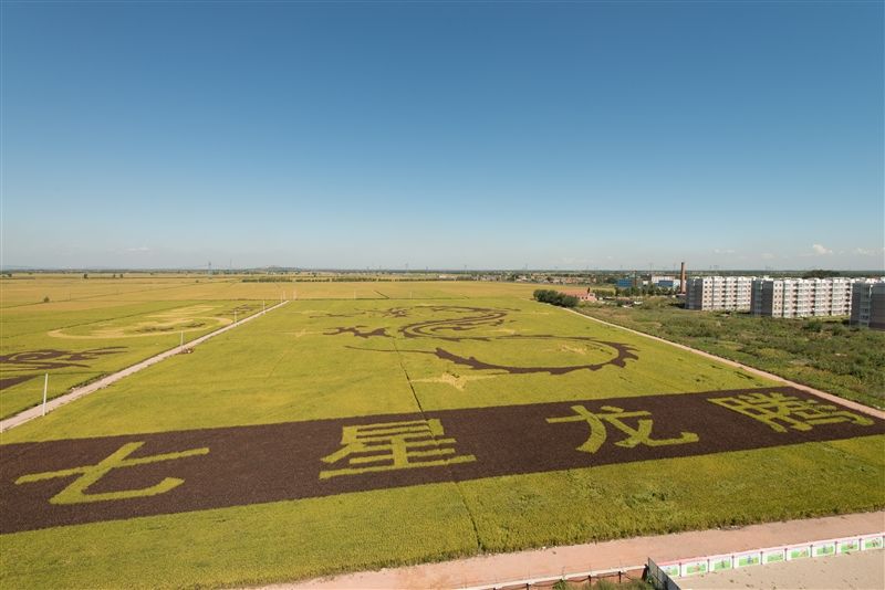「沈北稻田畫」與「遼河七星濕地」是瀋陽沈北新區兩個新興的旅遊景點。