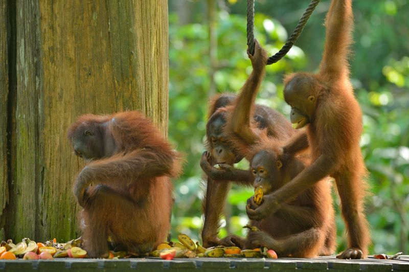 西必洛猿庇護中心觀賞紅毛猩猩（圖片來源：馬來西亞觀光局提供）