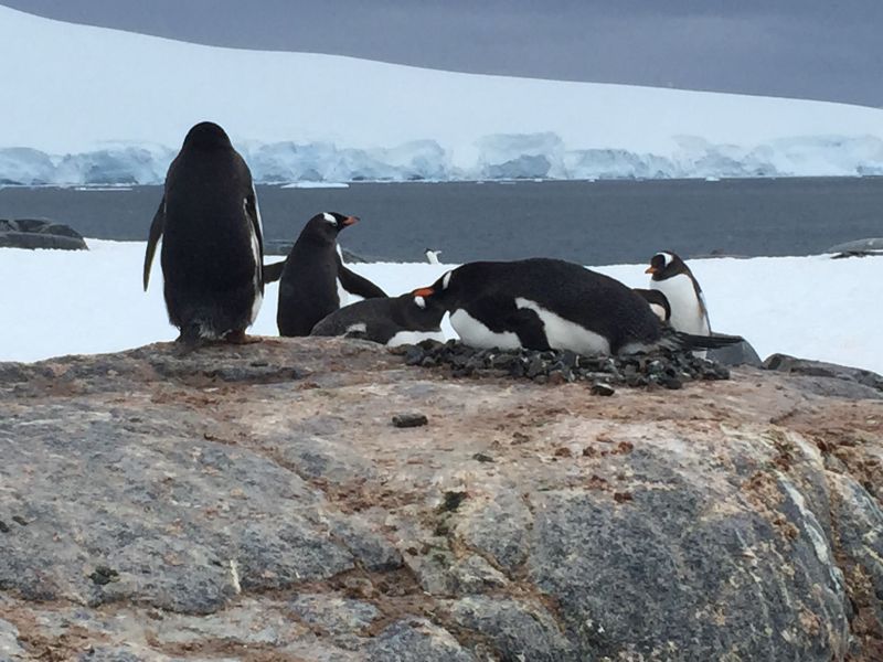 企鵝孵蛋：部分站著孵，部分趴著孵（圖片來源：上奇時代《一個人的極境旅行：南極大陸．北極海》）
