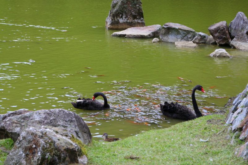 優雅的黑天鵝已成為明池湖代言人。(趙相瑀攝影)