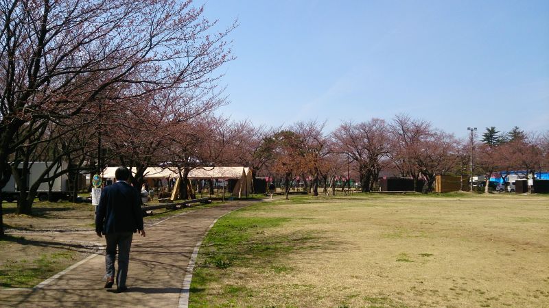 滿滿的櫻花樹，開起來一定很壯觀。(photo by 阿福)