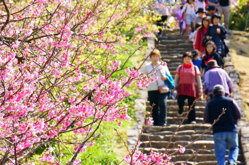 1月下旬至2 月下旬是今歸仁城的櫻花季，人潮滾滾。（圖片：雄獅旅遊）