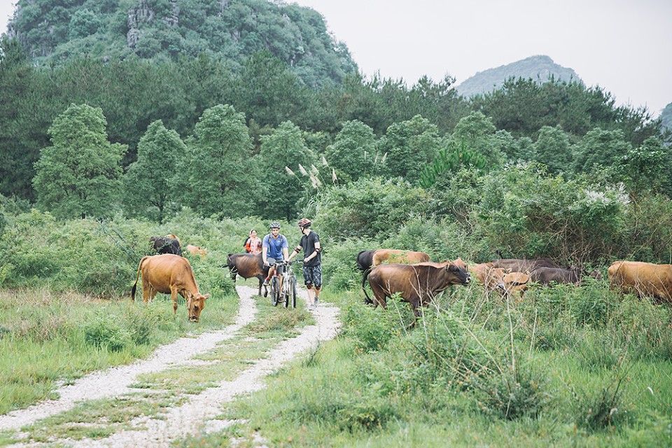 沿著樹林小徑騎乘自行車，翻越於山坡、稻田之間，偶爾還能見到放牧的牛群相伴。（圖片來源：Louis Liu）