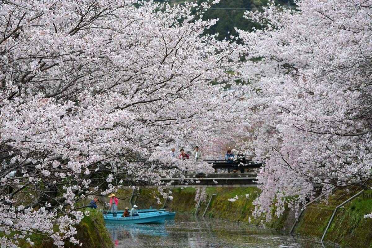 德島勝浦生名櫻花祭