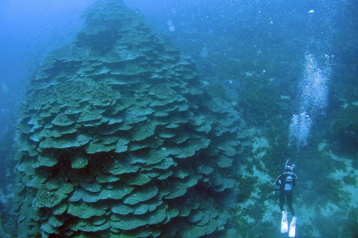 德島縣竹島海中公園千年珊瑚