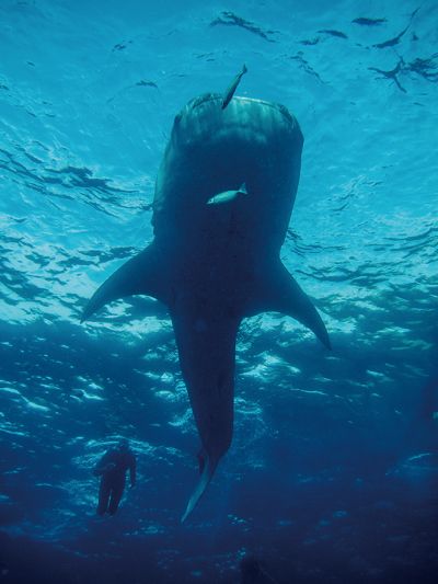 鯨鯊雖然體型巨大，但卻非常溫順，周邊經常伴隨著許多小魚。