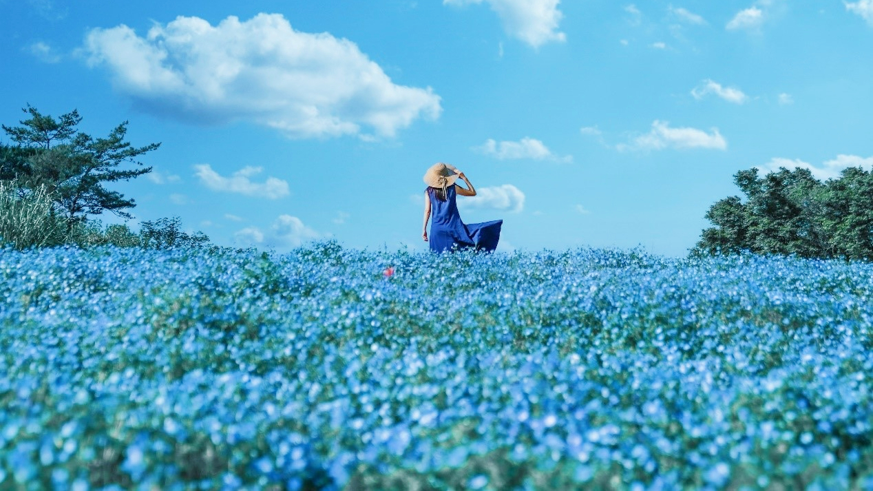 櫻花季結束也能繼續賞花！2024東京賞花：壯觀杜鵑、唯美紫藤、淡藍粉蝶花