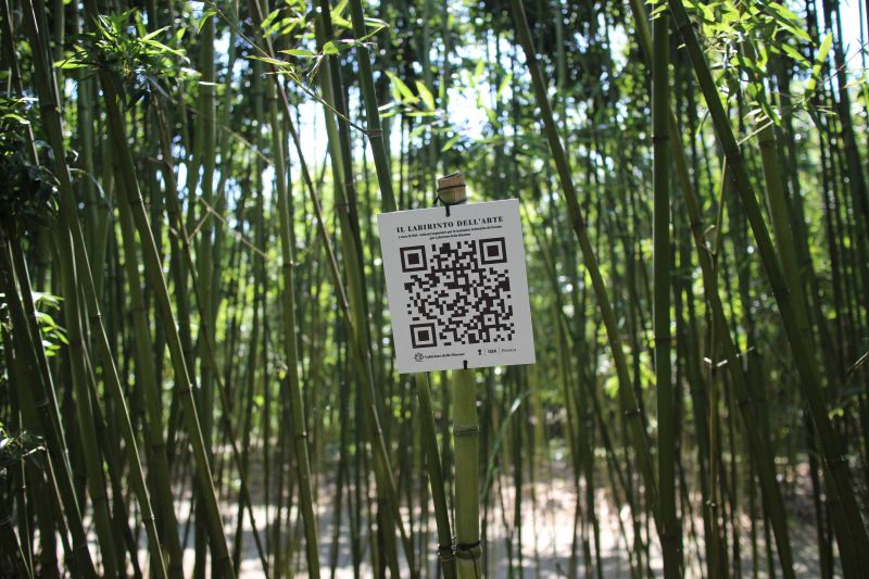 迷宮用了20 多萬株竹子。（照片提供：楊子慧）