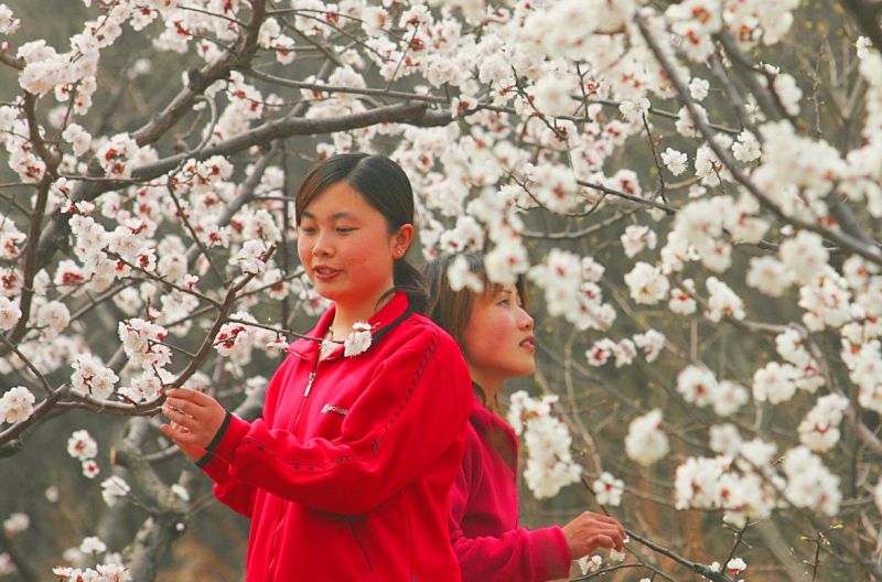 每到春天，枝頭上開滿了粉色、白色的櫻花，在風的吹拂下，紛紛漂亮，非常美麗。圖片來源：紅葉谷官網