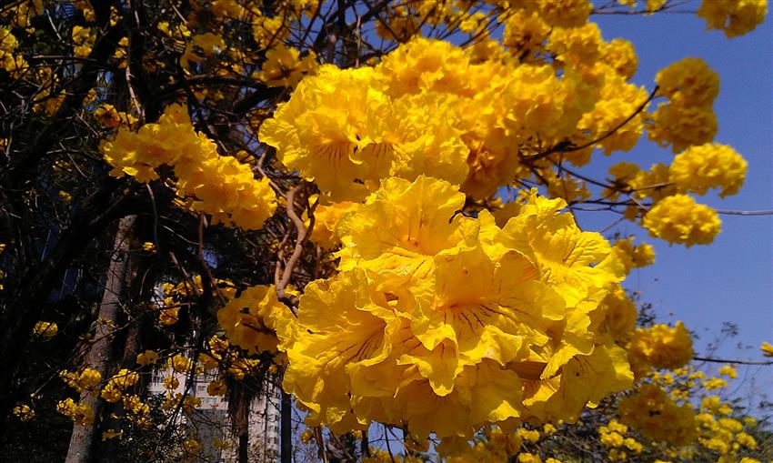 賞花趣 黃花風鈴木鮮黃花海綻放迷人風采 欣傳媒