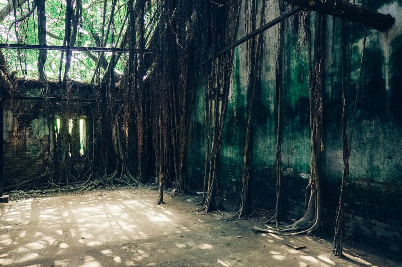平凡的老舊倉庫變身為樹屋，有著神秘的氣氛。（Flickr CC商用授權作者 l111210）